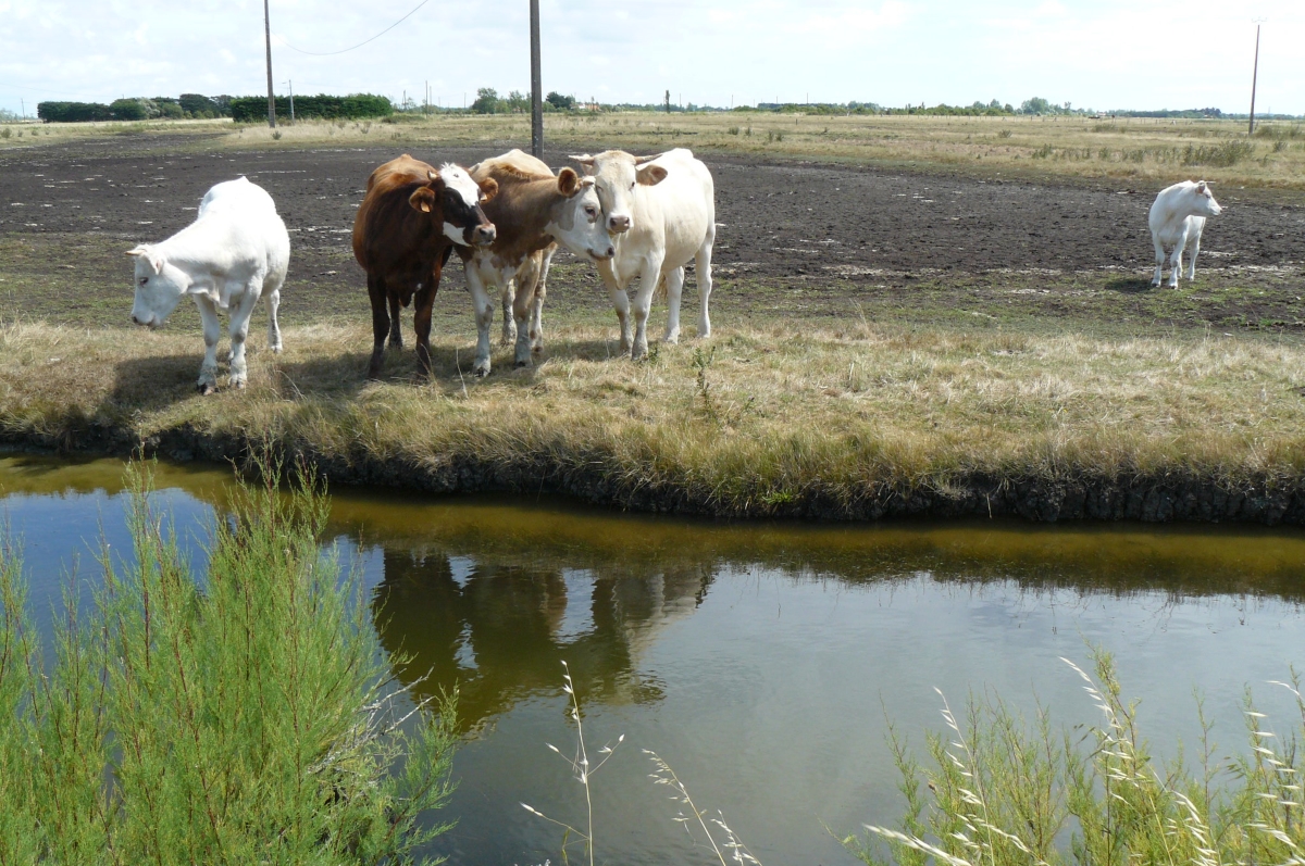 veel paarden in Frankrijk