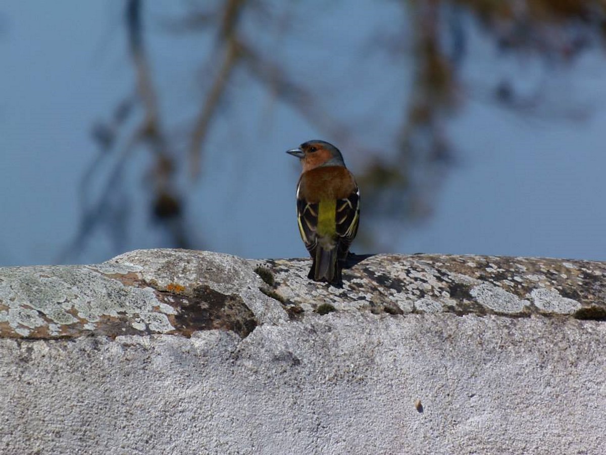 groenling-bij-ons-in-de-tuin