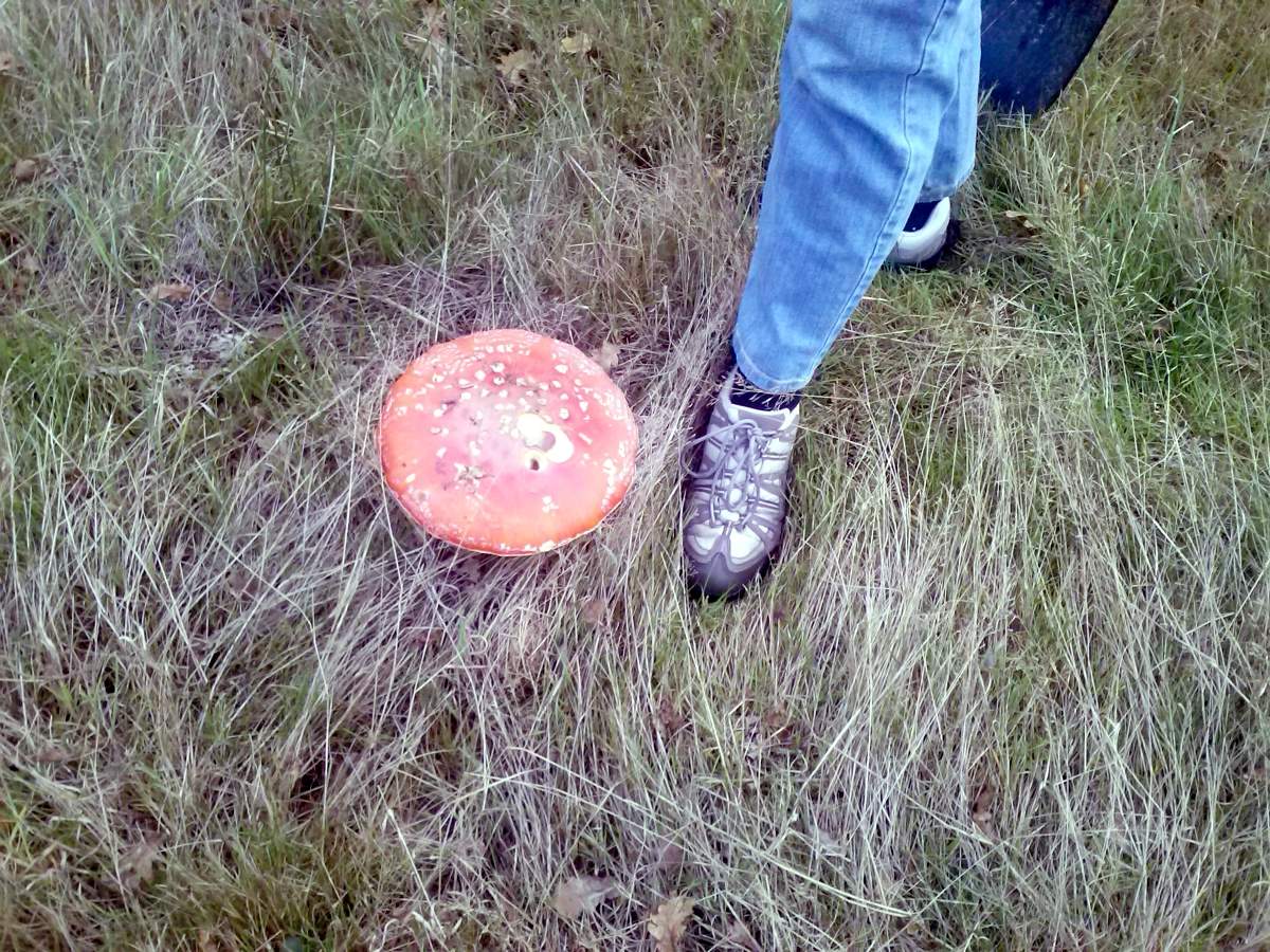 grote-paddestoelen-in-frankrijk
