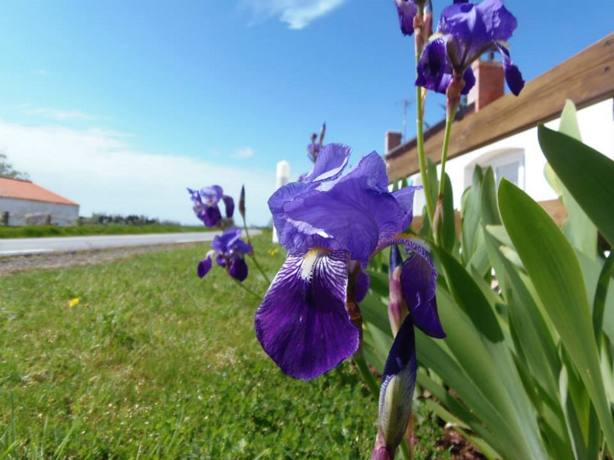 irissen-bij-ons-in-de-tuin-in-frankrijk