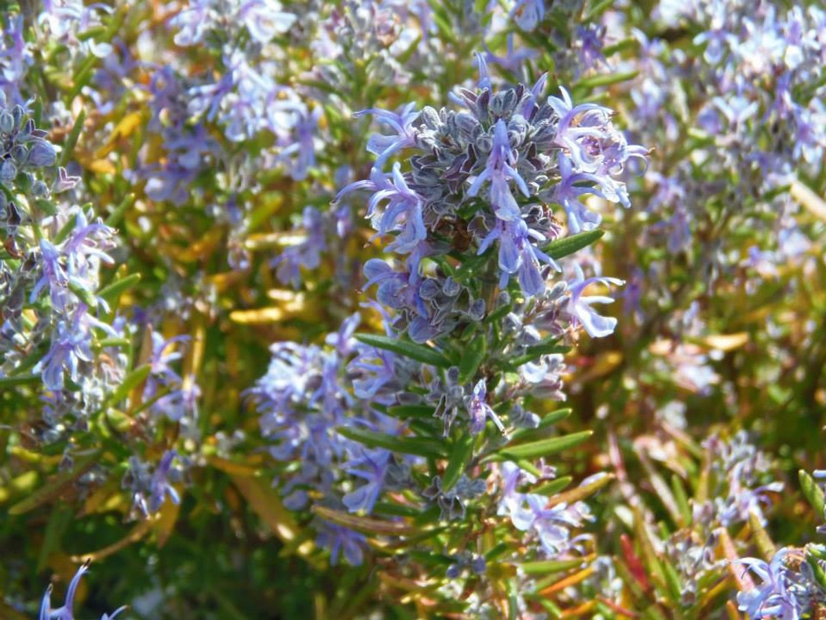 mooie-blauwe-bloemen-in-frankrijk