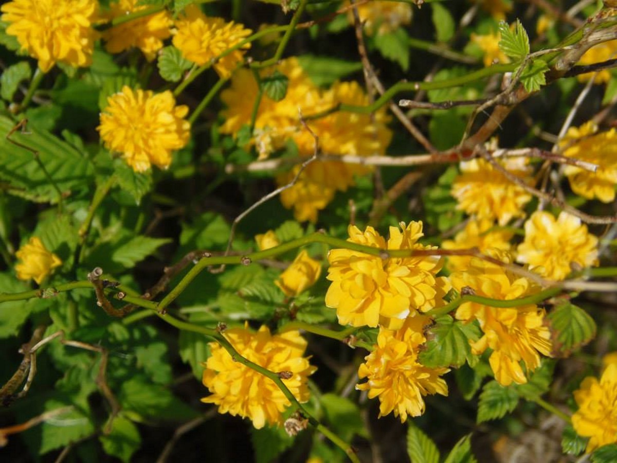 mooie-gele-bloemen-in-onze-tuin-in-frankrijk
