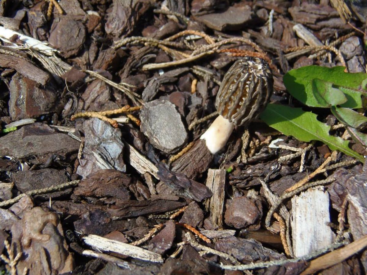 mooie-paddenstoelen-in-frankrijk