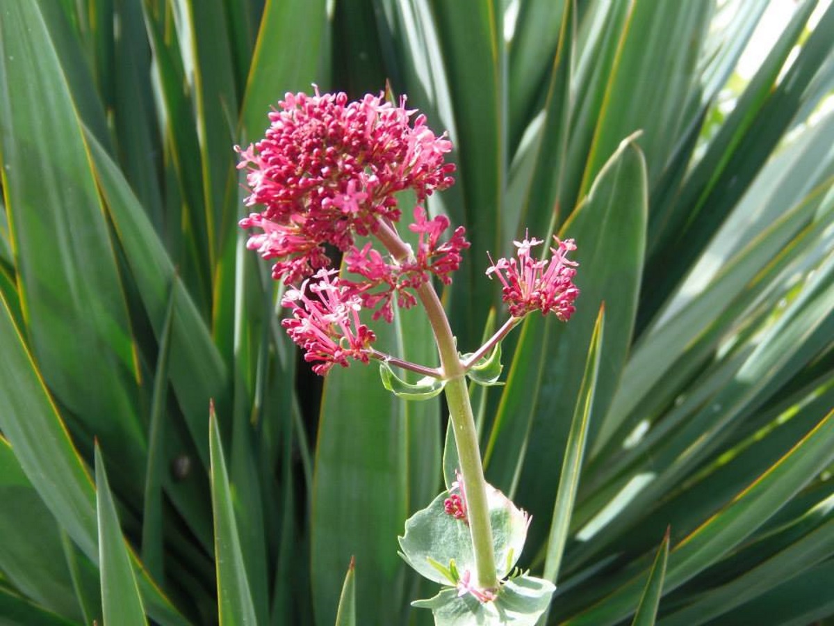 mooie-rode-bloemen-in-frankrijk