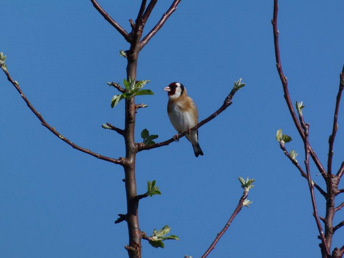 puttertje-in-onze-appelboom