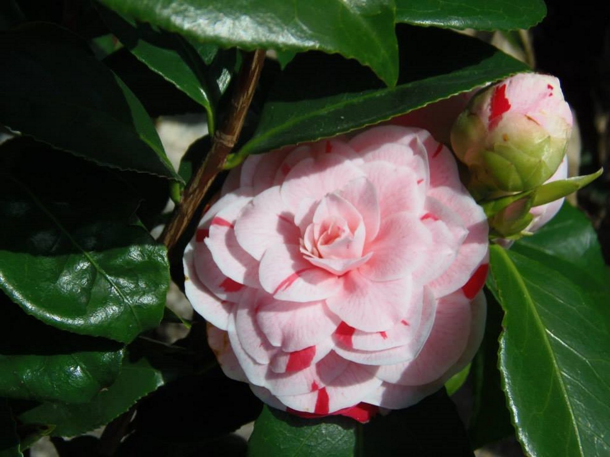 roze-camelia-in-frankrijk