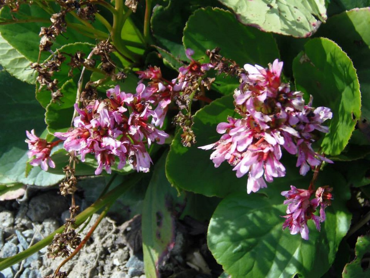 veel-bloemen-in-onze-tuin-in-frankrijk