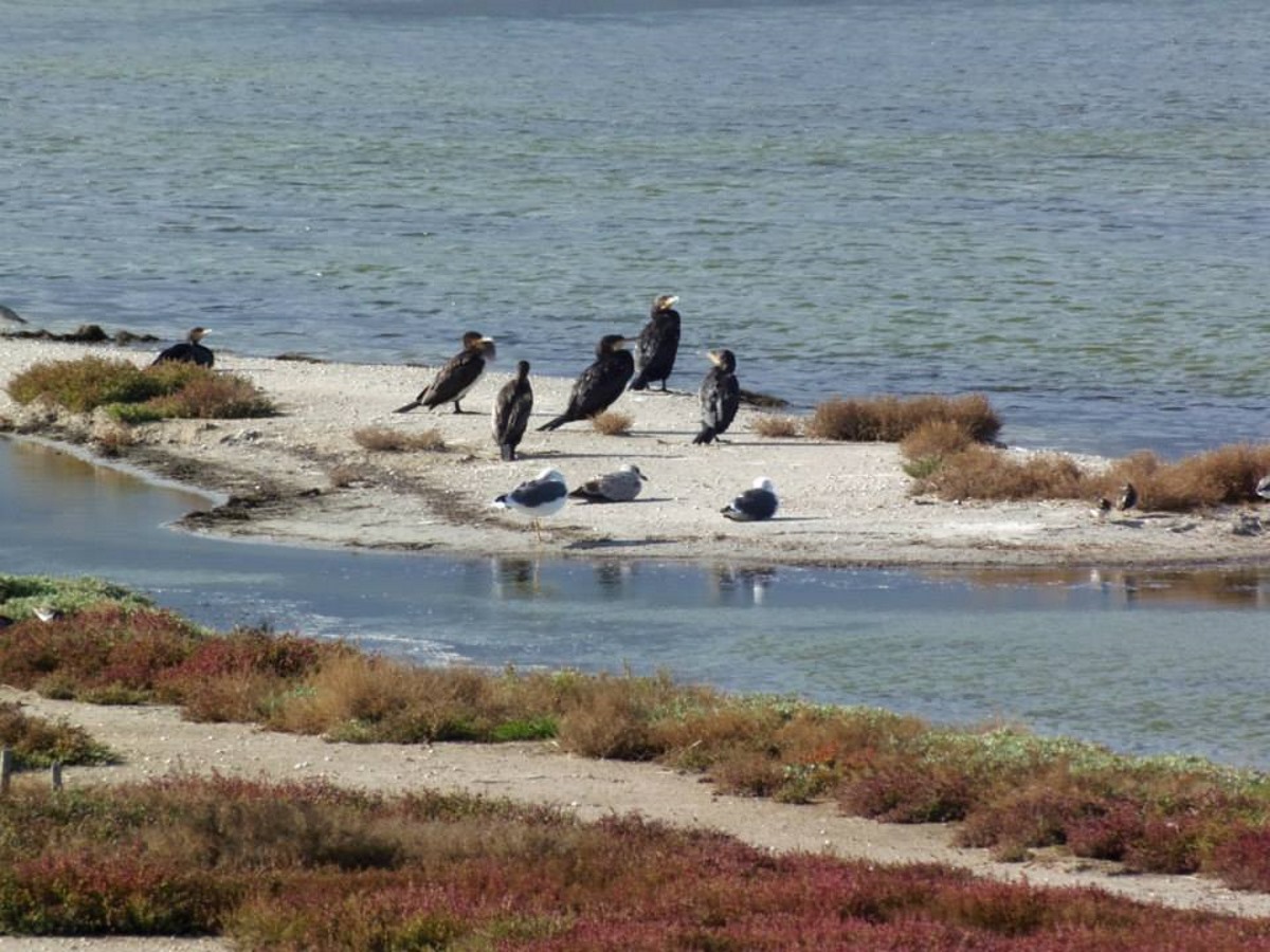 aalscholver-op-het-eiland-noirmoutier