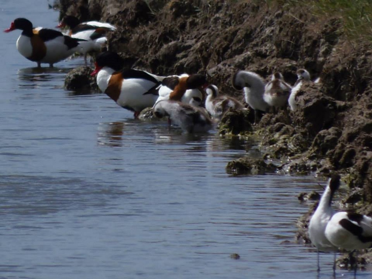bergeenden-met-kleintjes-in-frankrijk