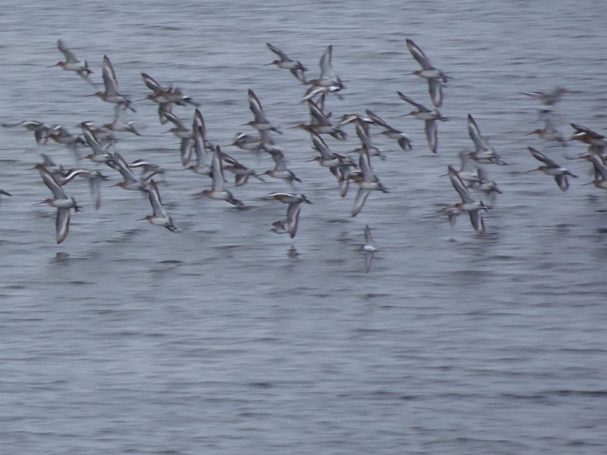 een-vlucht-vogels-in-frankrijk