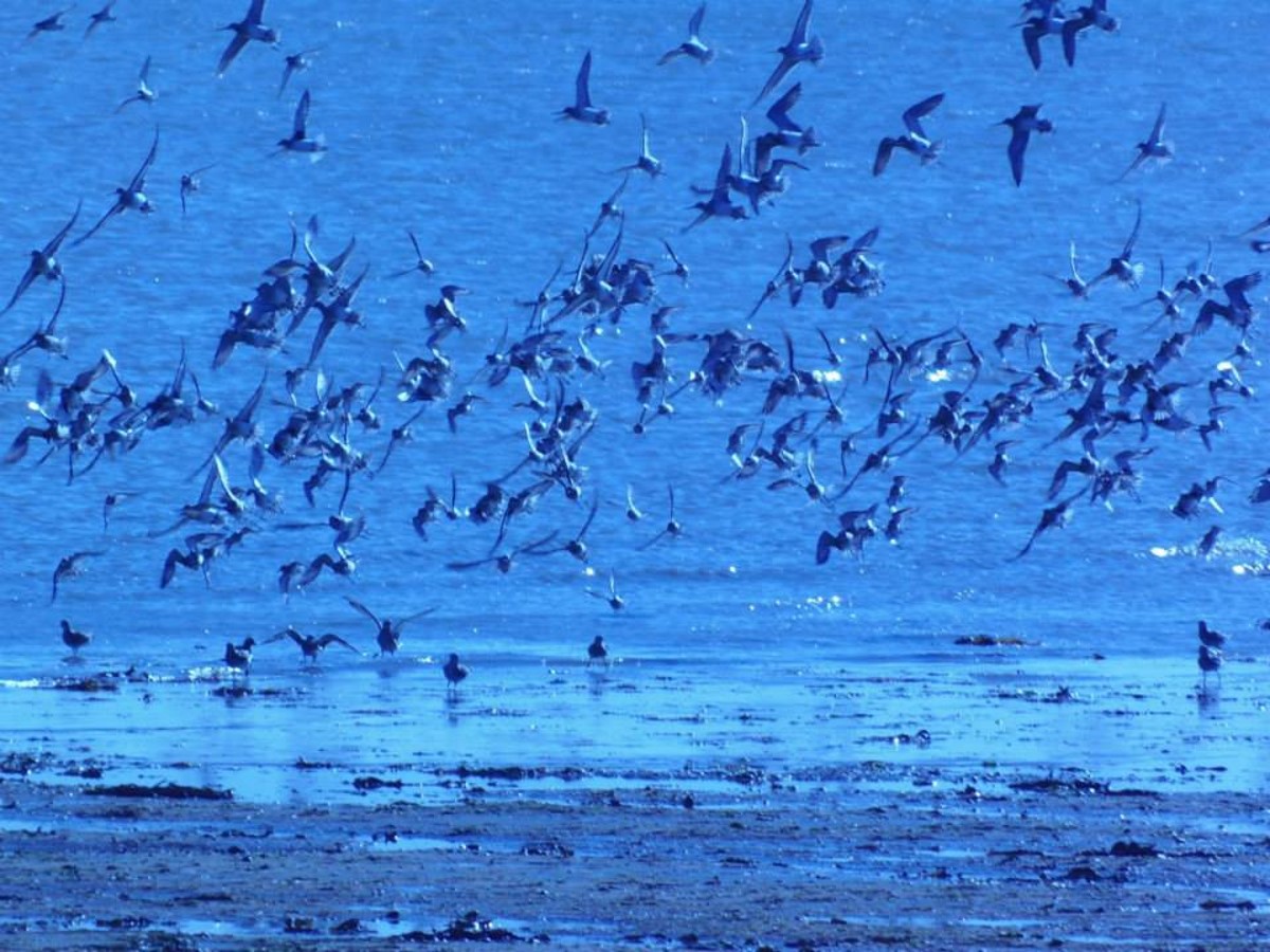 goudplevieren-aan-de-kust-in-frankrijk