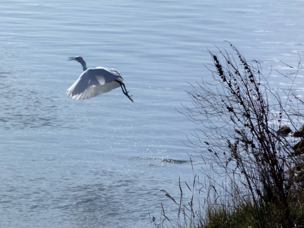grote-zilverreiger-op-noirmoutier