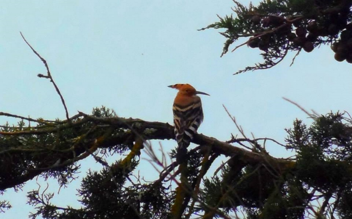 hop-in-de-tuin-in-frankrijk