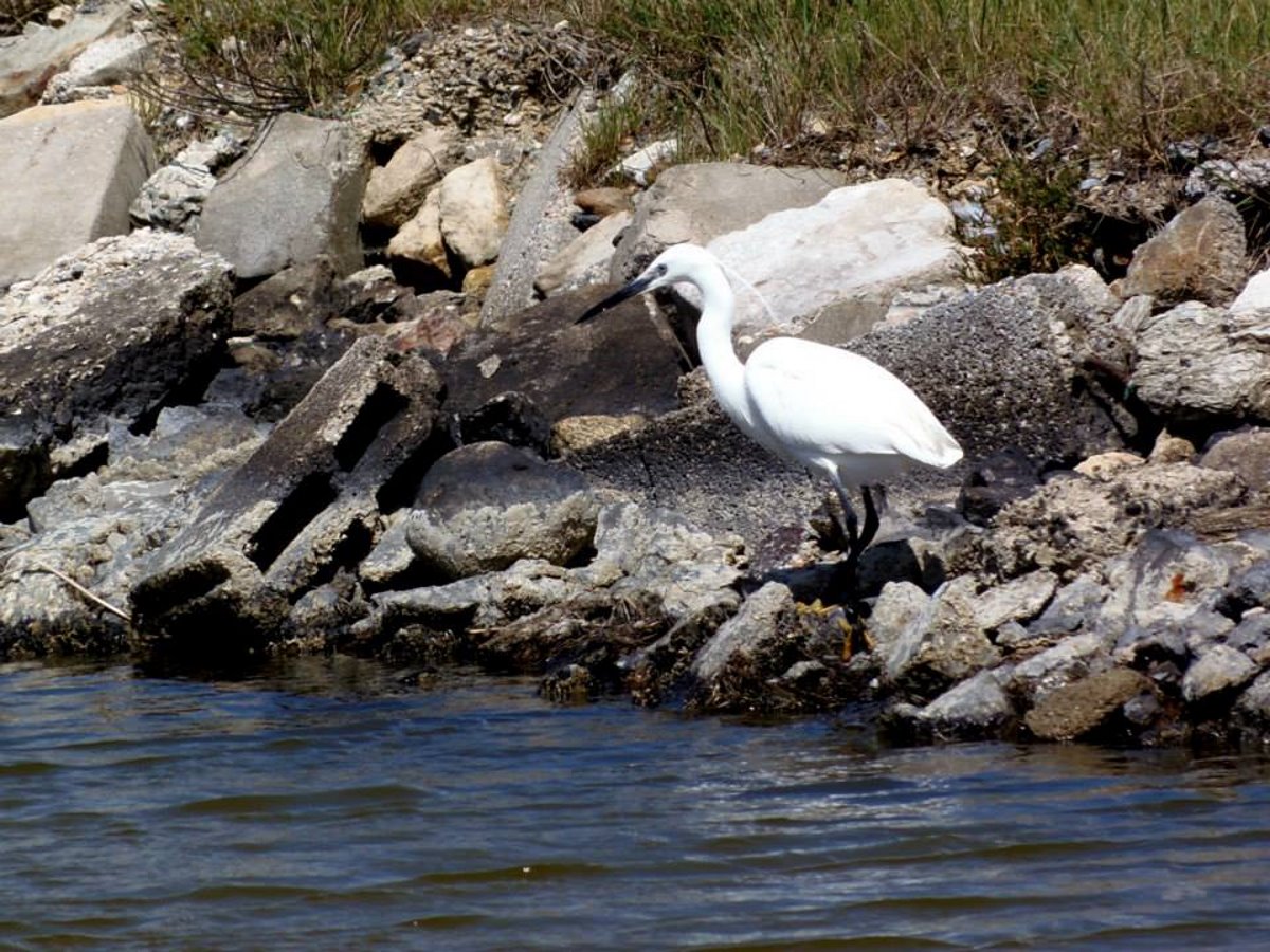 kleine-zilverreiger-aan-de-kust-in-frankrijk
