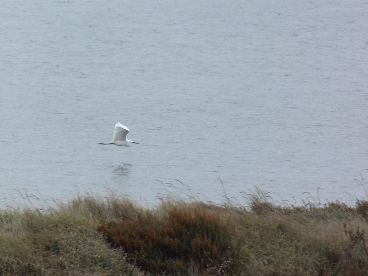 kleine-zilverreiger-in-vlucht-in-frankrijk