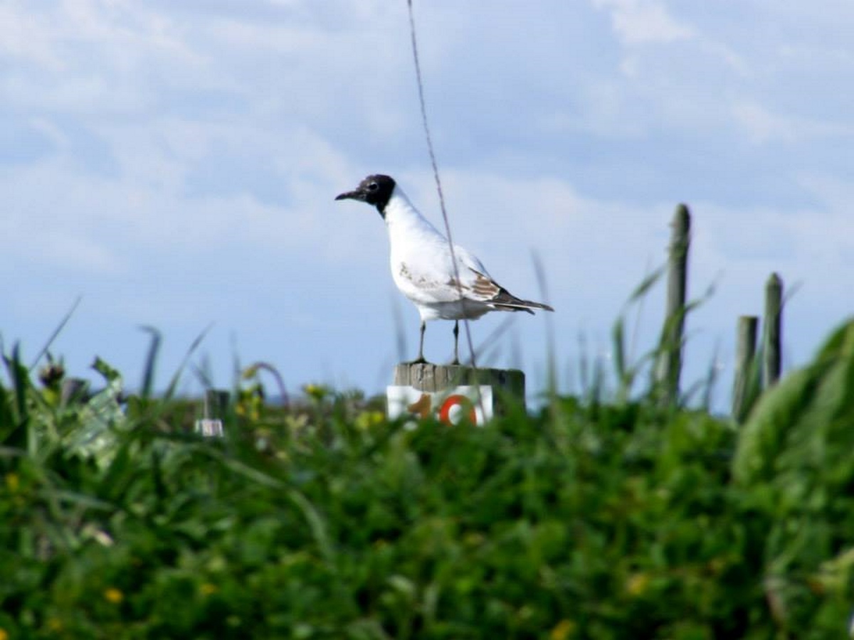 kokmeeuw-in-frankrijk