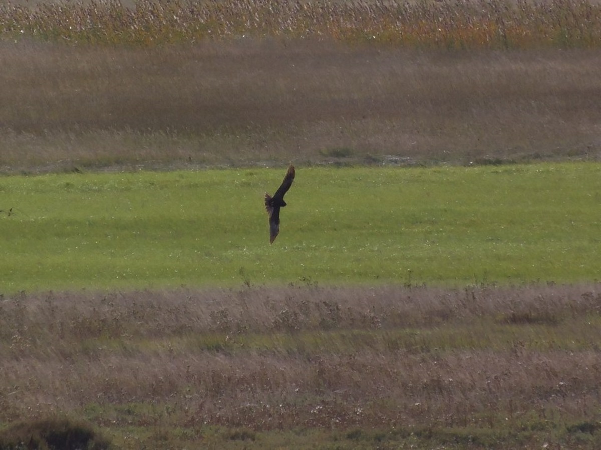 rode-wouw-in-de-aanval-in-frankrijk