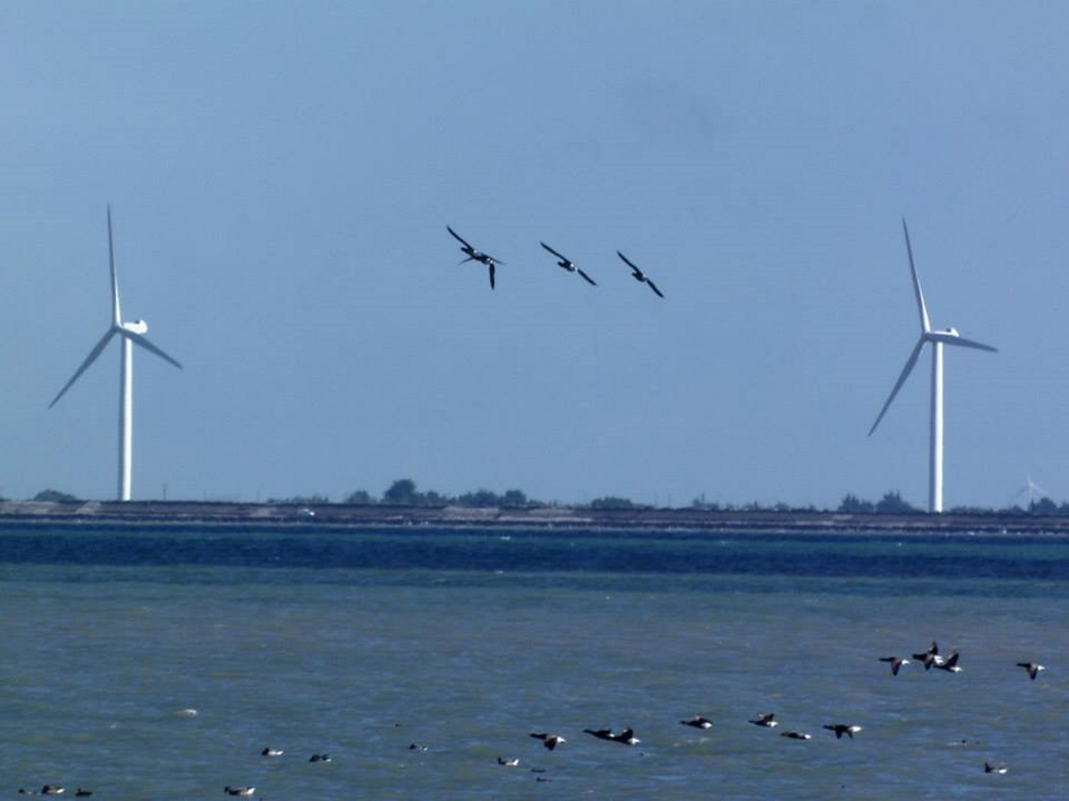 rotgansen-langs-de-kust-in-frankrijk