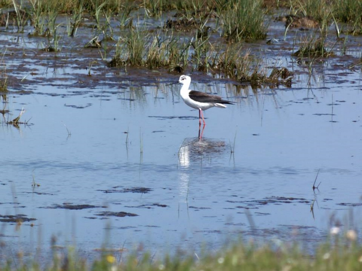 steltkluut-in-het-water