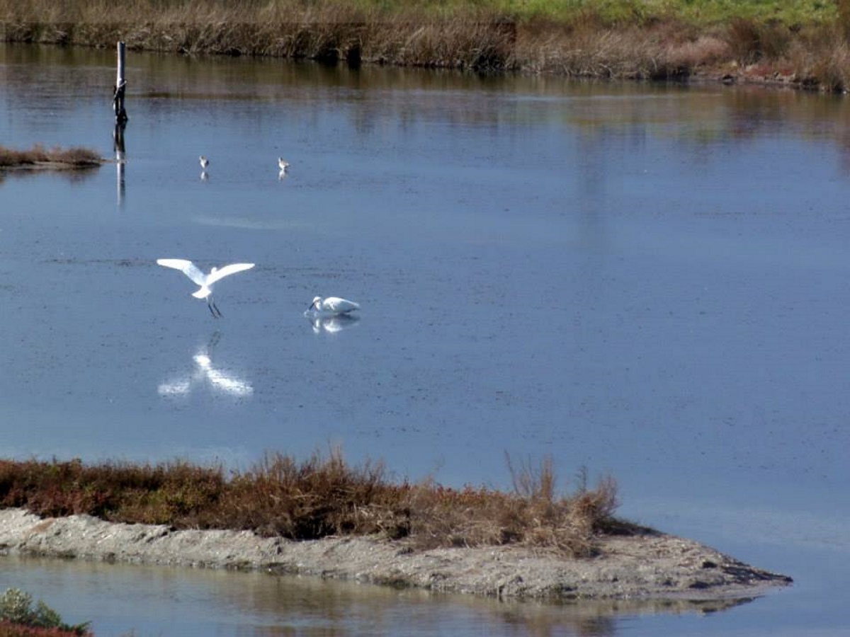 zilvereigers-op-het-eiland-noirmoutier