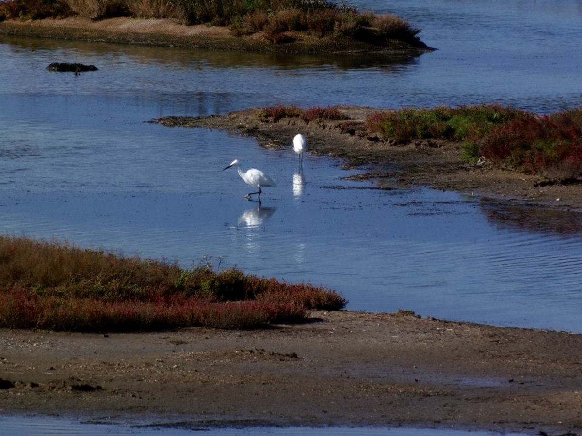 zilverreigers-in-het-water