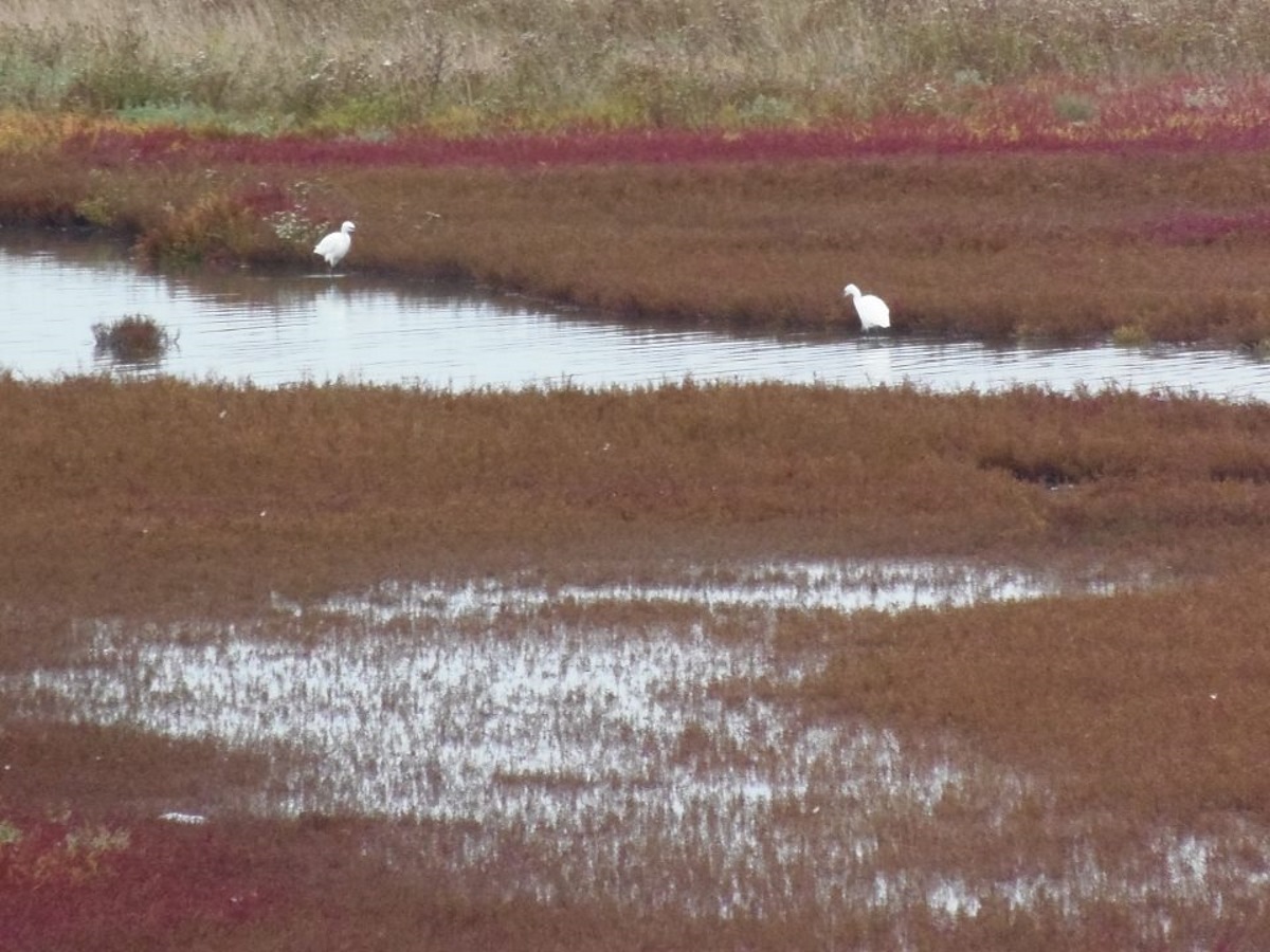 zilverreigers-tussen-de-zeekraal