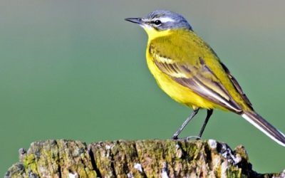 Vogels gezien in Frankrijk in mei 2017