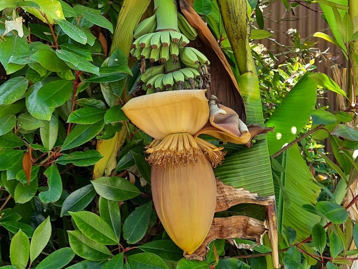 Banaan in eigen tuin in Frankrijk