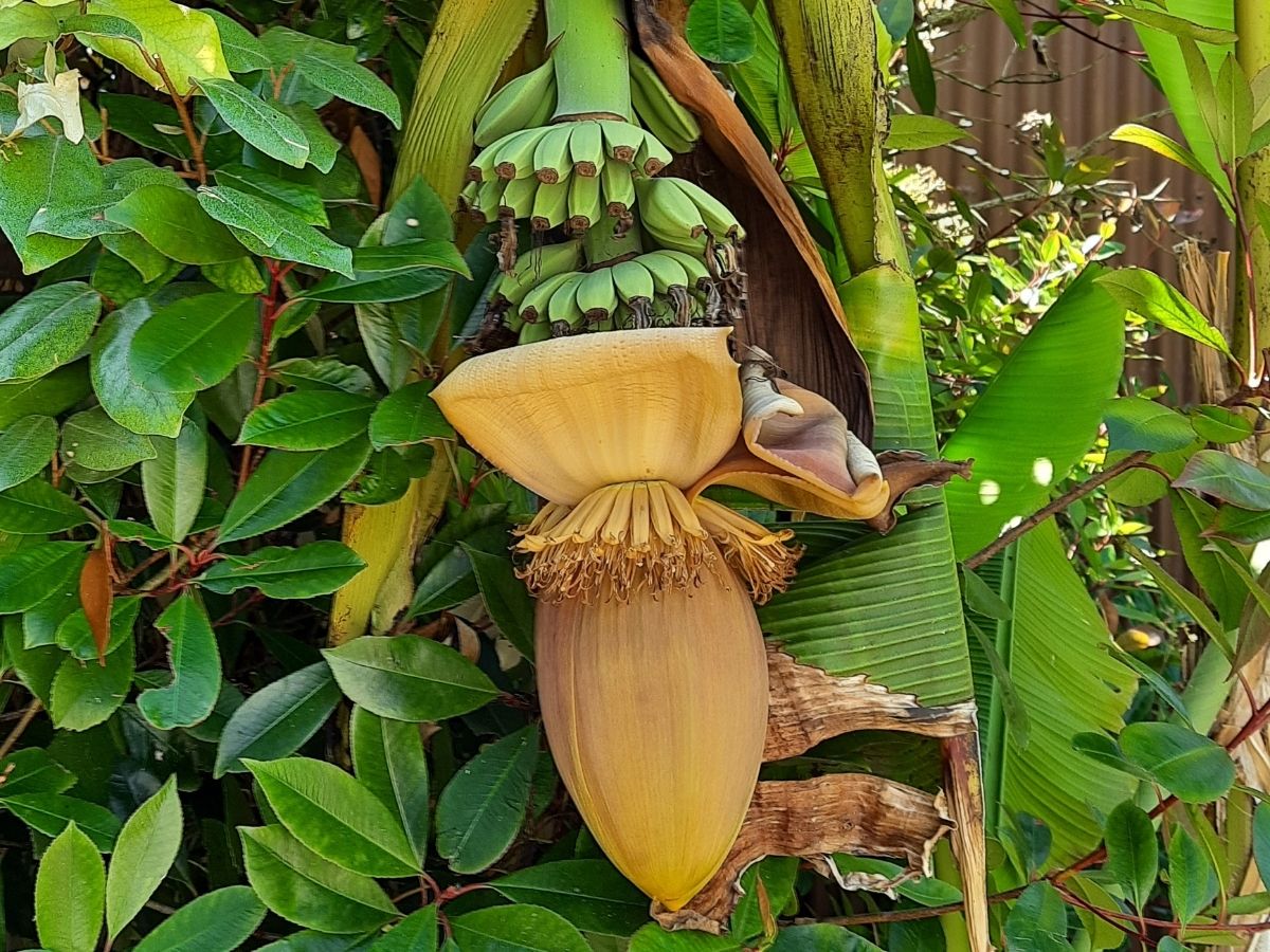Bananen oogst in Frankrijk