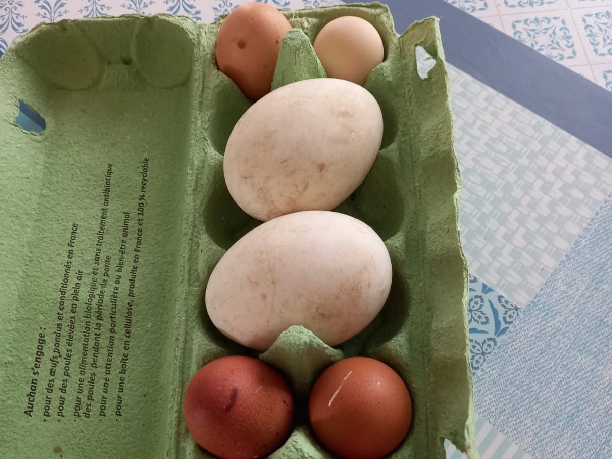 Ganzen eieren in Frankrijk